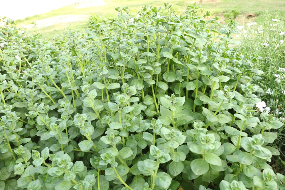 Herbal Garden